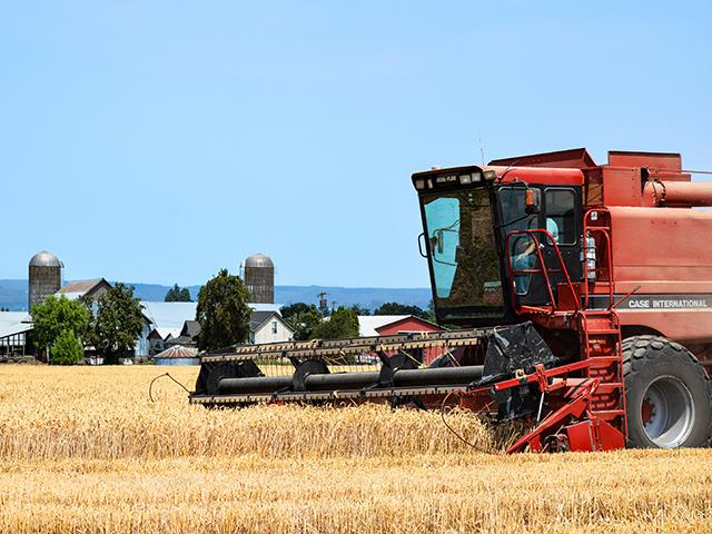 Steve VanGrunsven, Forest Grove, Oregon, harvests a winning white winter wheat field. (Photo Courtesy of Steven VanGrunsven)
