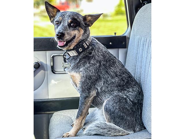 Harriett, the blue heeler, accompanies blogger Jent Campbell everywhere she goes on the farm. (DTN/Progressive Farmer photo by Jennifer Campbell)