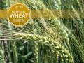 National Wheat Foundation&#039;s National Wheat Yield Contest (Logo provided by National Wheat Foundation, Photo by Larry Reichenberger)