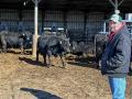 Ross Havens, marketing coordinator for Nichols Farms, provides customers with a host of information on each bull to help them make the right choice. (Jennifer Carrico)