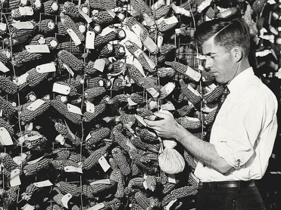 Henry A. Wallace inspects ears of corn for a breeding project in the 1920s. (University of Iowa Special Collections Department)