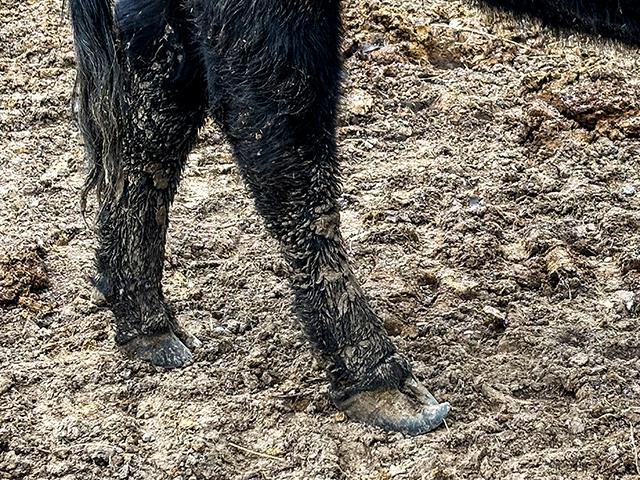 This cow's right rear hoof exhibits a condition known as corkscrew claw. (Reggie Headrick)