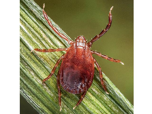 Asian longhorned ticks are spreading Theileria orientalis, a new cattle illness with symptoms that can resemble anaplasmosis. (James Gathany)