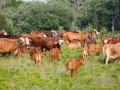 A federal judge declined a request from New Mexico cattle producers and at least one animal-rights group to block a USDA plan to shoot as many as 150 feral cattle at Gila National Forest. (DTN file photo)