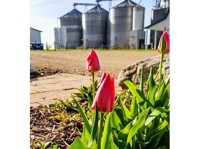 Tulips near grain bins (DTN/Progressive Farmer photo by Katie Pratt)