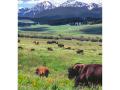American bison roaming the verdant earth near snow-capped mountains in Montana. (Vann Cleveland, Progressive Farmer Archives)