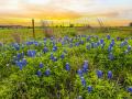 Bluebonnets and little bluestem grass flourish as Mark and Cheryl Brown continue to establish native species on their Texas ranch. (Chase Fountain, TPWD)