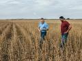 BASF plant breeders employ advanced technologies and an extensive network of breeding locations to bring new soybean varieties to the market. (Nick Kelley)