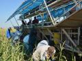 Farm workers harvest sweet corn on a farm outside of Brawley, California, in late April. Farm groups have raised concerns about recent immigration raids. President Trump said last week the administration would back off farm and agricultural raids, but officials have again reversed that decision and said workplace raids would continue. (DTN photo by Chris Clayton)