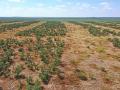 Grubbing invasive trees is effective long term when sprayed areas can see regrowth. (Progressive Farmer image by Joel Reichenberger)