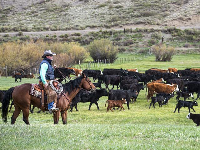 Travis Snowden is selling aggressively to take advantage of the strong feeder cattle market. (Joel Reichenberger)