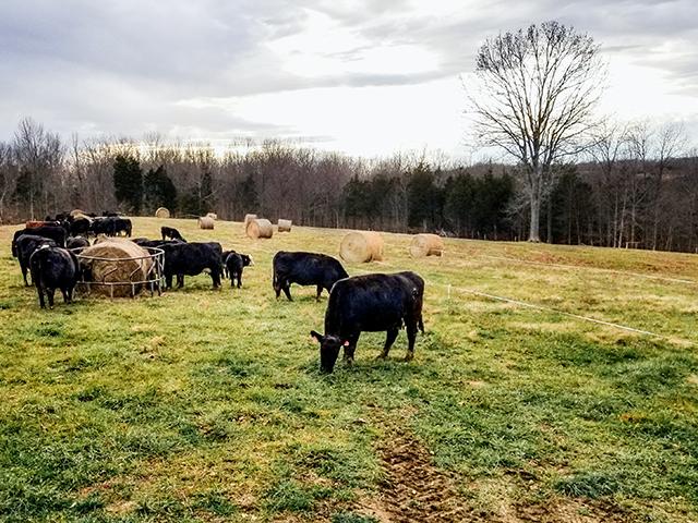 Polywire paddocks limit feeding areas around bales while also keeping labor requirements to a minimum. (Mike Wilson)
