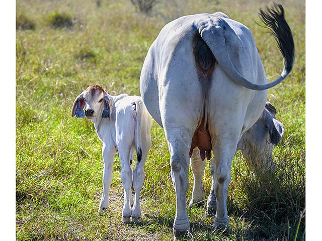 As a top Brahman breeder in the U.S., England Cattle Co. has about 200 registered cows and an additional 500 Brahman-influence cattle. (Jennifer Carrico)
