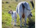 As a top Brahman breeder in the U.S., England Cattle Co. has about 200 registered cows and an additional 500 Brahman-influence cattle. (Jennifer Carrico)