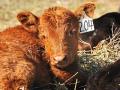 Cow-calf producers need to watch for, and treat if needed, their newborn calves with hypothermia. (DTN file photo)