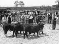 (Progressive Farmer image by Foltz Studio, Savannah Livestock Fat Show, April 1934)