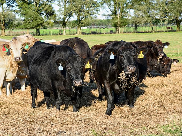 Feeding cull cows to a higher body condition score can help add value to them at marketing. (DTN/Progressive Farmer photo by Becky Mills)