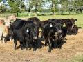 Feeding cull cows to a higher body condition score can help add value to them at marketing. (DTN/Progressive Farmer photo by Becky Mills)