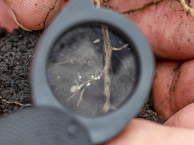 Get a jump-start on SCN detection by digging soybean roots this summer. Look for small, white, adult SCN females (the cysts). Follow with fall soil testing. (Pamela Smith)