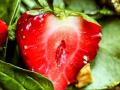 Strawberry Spinach Salad with Pistachios (Rachel Johnson)