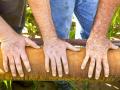 According to a recent informal, online DTN/Progressive Farmer poll as well as interviews with experts and national statistics, finding good ag labor is difficult these days. (Photo by Debra Ferguson)