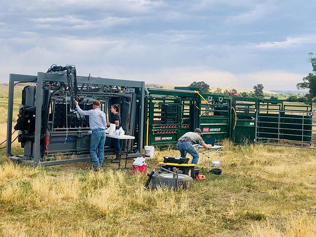 Staff and veterinarians from Stillwater Veterinary Clinic, in Absarokee, Montana, work cattle for local producers. (Courtesy of Stillwater Veterinary Clinic)