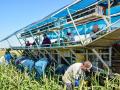A group of Latino workers harvest sweet corn in 90-degree-Fahrenheit heat near Holtville, California. (DTN photo by Chris Clayton)