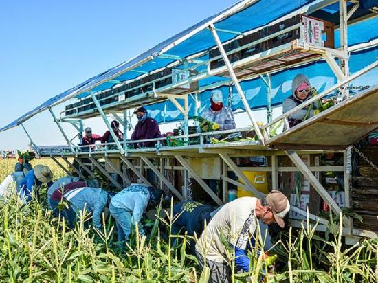 A group of Latino workers harvest sweet corn in 90-degree-Fahrenheit heat near Holtville, California. (DTN photo by Chris Clayton)