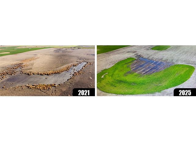 These two images, of the same field area, show the conversion from barren high-salinity soils in 2021 to a revitalized soil biology in 2025, where living roots have reestablished plant growth. (Photos by Joe Dickie Photography)