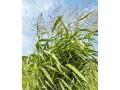 Stress events, including drought, herbicide application or freezing, can increase cyanide toxicity in johnsongrass. (Gregg Hillyer)