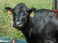 The face fly feeds on animal secretions and is the main source for pink eye and other eye inflammations. (David Boxler)