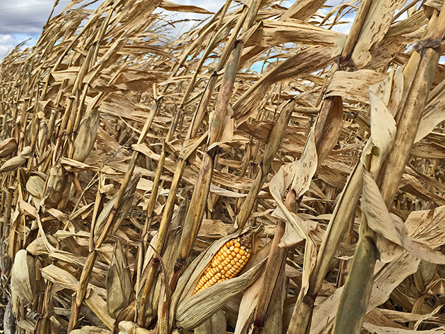 (Progressive Farmer image by Pamela Smith)