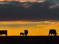 (Progressive Farmer image by Robert Lagerstrom)