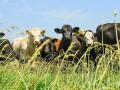 The forage outlook from the Dakotas south to Texas looks to be positive with more moisture returning in many areas. This is good news for producers who graze livestock. (DTN File Photo)