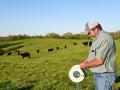 Virginia cattle producer Roy Boldridge uses electric Polywire and posts to rotate his herd on stockpiled forage. (Becky Mills)