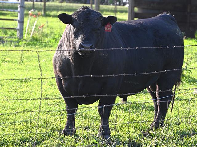 There is a long list of things that can go wrong with a bull, most of which can be detected with an annual breeding soundness exam. (Progressive Farmer file photo)
