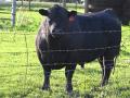 There is a long list of things that can go wrong with a bull, most of which can be detected with an annual breeding soundness exam. (Progressive Farmer file photo)