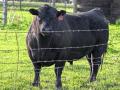 Bulls should have vaccinations when they have a Breeding Soundness Exam. (Klayton Bremer)