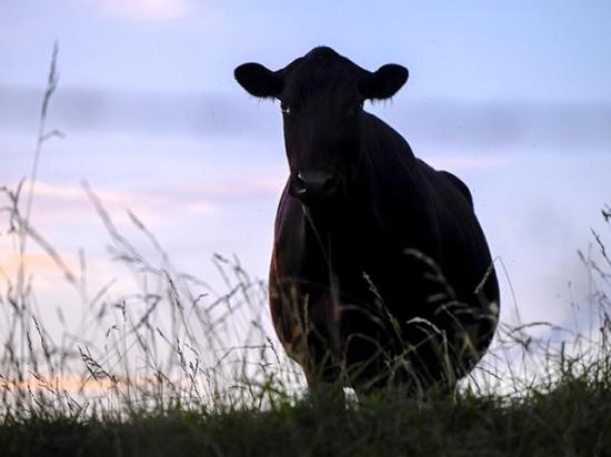 Angus Genetics Inc. received $4.85 million from the Bezos Earth Fund through the Global Methane Hub to finance research on methane emissions of the cow in hopes of finding out more about a cow's grazing efficiency. (DTN/Progressive Farmer file photo by Jennifer Carrico)