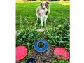 Katie Pratt's Frisbee-loving, perpetually joyful rescue dog, Toby (Katie Pratt)