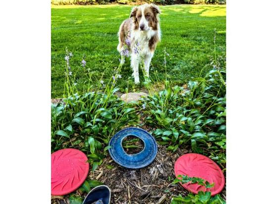 Blogger Katie Pratt's Frisbee-loving, perpetually joyful rescue dog, Toby. ((DTN/Progressive Farmer photo by Katie Pratt)