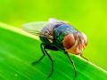 Adult New World screwworm flies are 3/8-inch (9.5 millimeters) long, about the size of a housefly, and have a distinctive metallic blue sheen and large orange eyes. (Photo by Ramdan Fatoni, Getty Images)