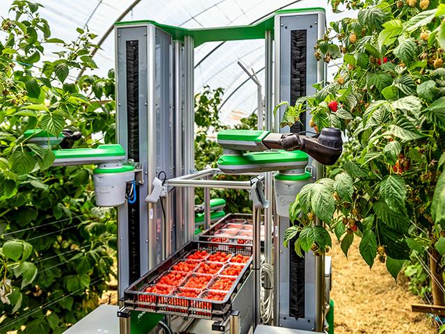 Fieldwork Robotics is bringing autonomous harvesting to soft fruits. Technology such as this could help overcome labor shortages, but ag tech isn't always well-adapted on the farm level. (Courtesy of Fieldwork Robotics)