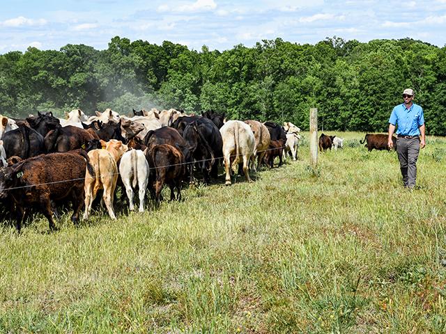 Georgia cattleman Dalton Tankersley says leasing pastures is significantly cheaper than buying more land. (Becky Mills)