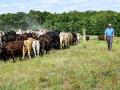 Georgia cattleman Dalton Tankersley says leasing pastures is significantly cheaper than buying more land. (Becky Mills)