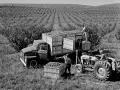 (Progressive Farmer image by John McKinney, 1964)