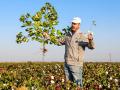 PhytoGen Cotton Development Specialist Scott Fuchs compares a plant with a new breeding trait for reniform nematode resistance with a nonresistant variety in a Texas reniform nematode trial. (Courtesy of Corteva)