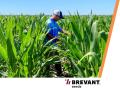 Set individual goals to stay ahead of the curve. (Provided by Brevant and Corteva)
