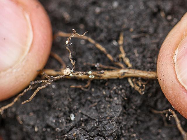 Closeup of soybean cyst nematode (Pamela Smith)