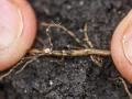 Closeup of soybean cyst nematode (Pamela Smith)